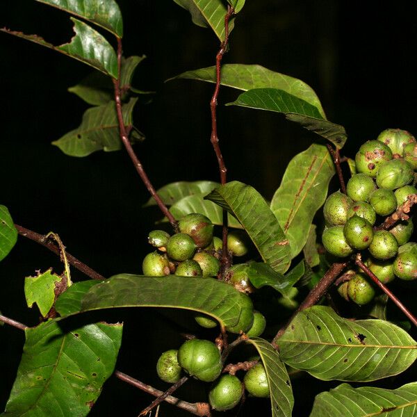 Protium tenuifolium Fruit