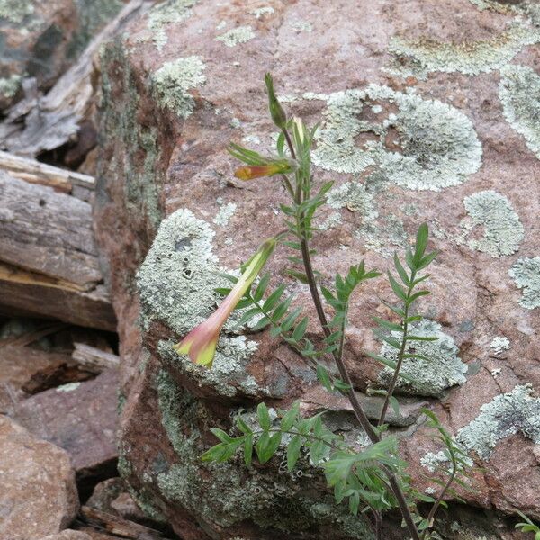 Polemonium pauciflorum Celota