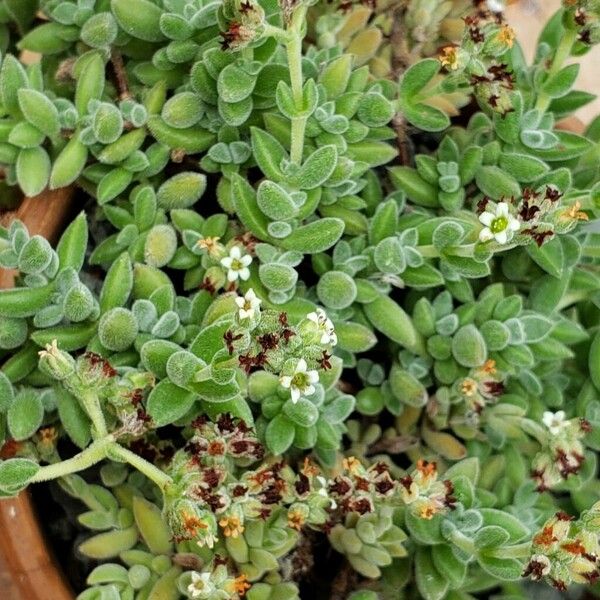 Crassula lanuginosa Õis