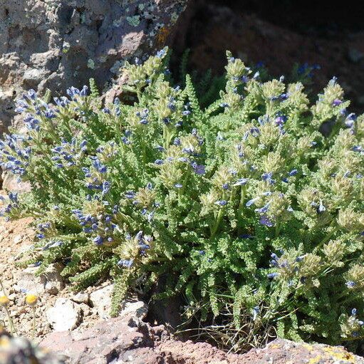 Polemonium pulcherrimum आदत