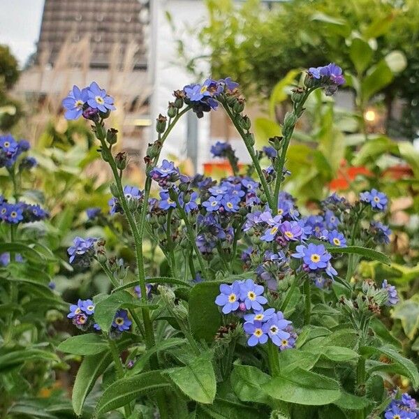 Myosotis alpestris Kukka