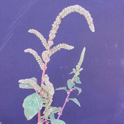 Amaranthus dubius ফুল