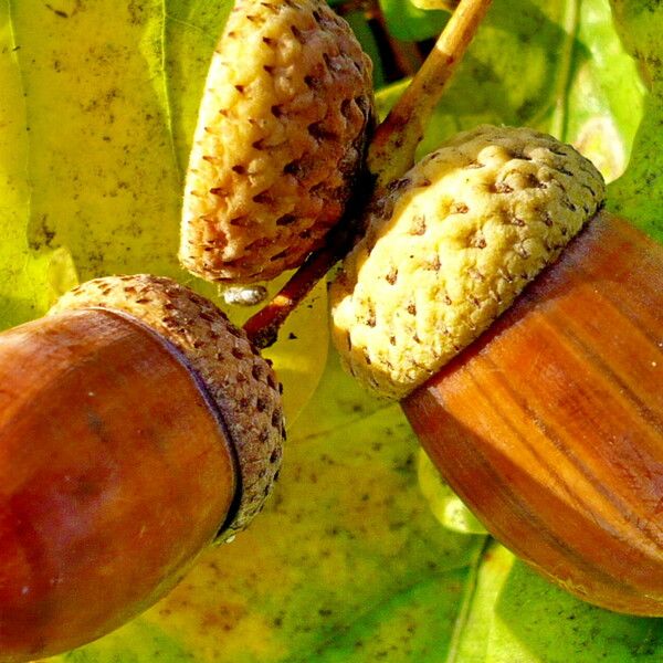 Quercus robur ഫലം