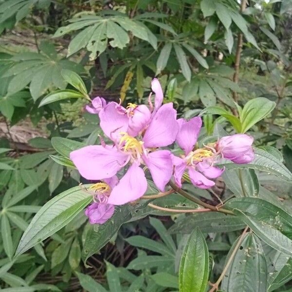 Melastoma malabathricum Blüte