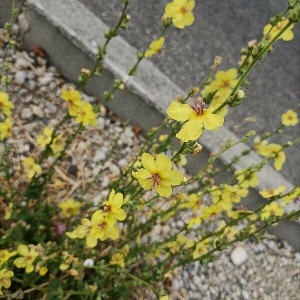 Verbascum sinuatum Flor