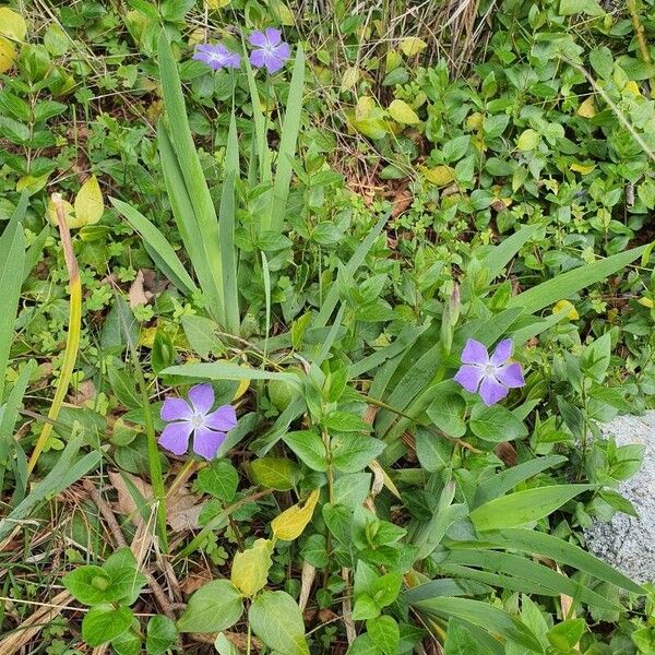 Vinca major Květ