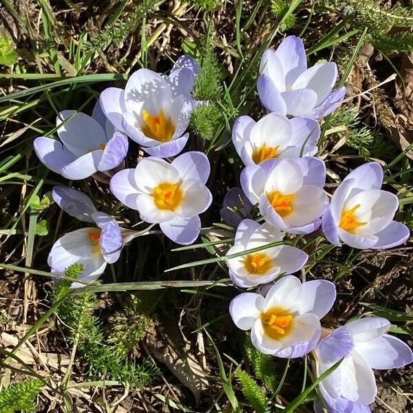 Crocus biflorus Хабит