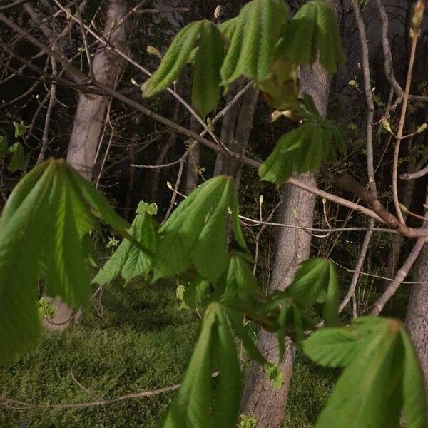 Aesculus hippocastanum List