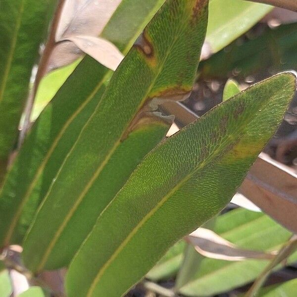 Acrostichum aureum Leaf