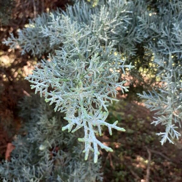 Cupressus arizonica Hoja