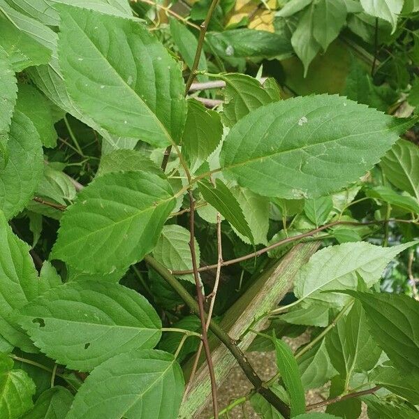 Stachyurus chinensis Folha