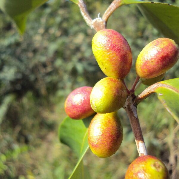 Eugenia astringens Fruit