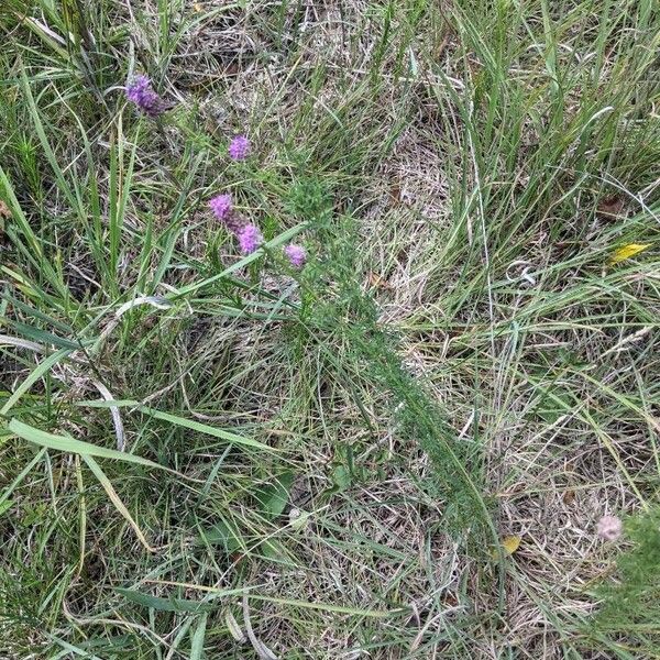 Dalea purpurea Cvet