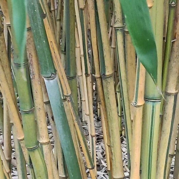 Phyllostachys aureosulcata Schors