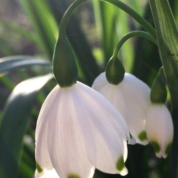 Leucojum aestivum 花