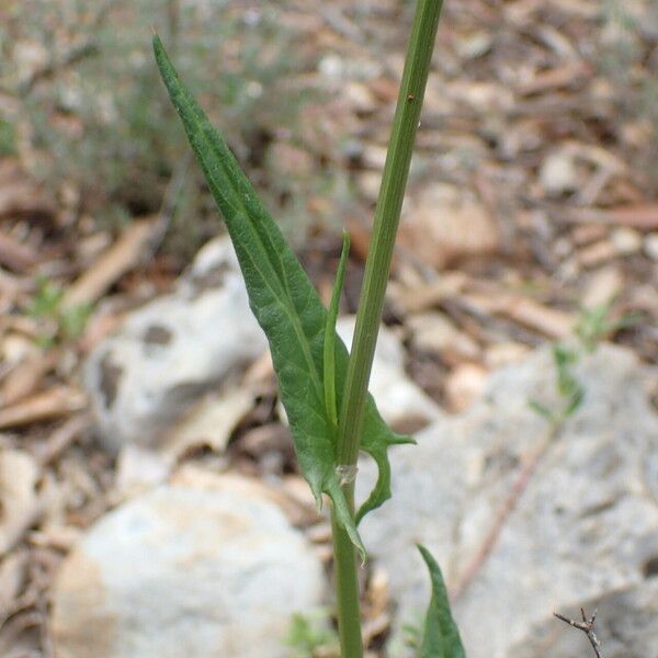 Rumex intermedius Feuille