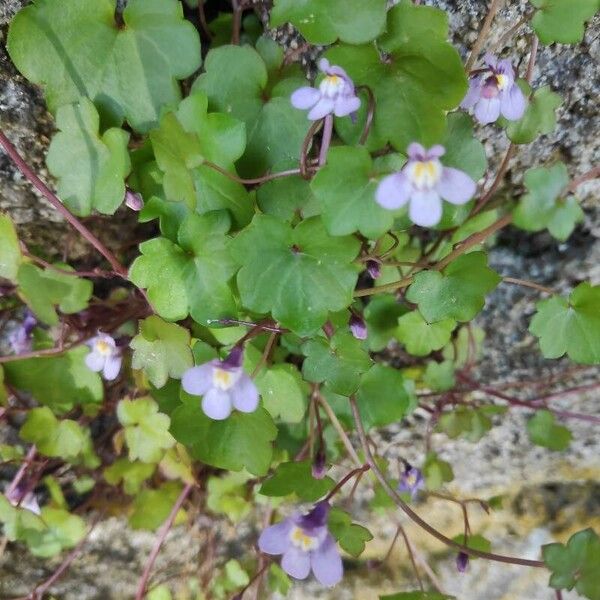 Cymbalaria muralis Кветка