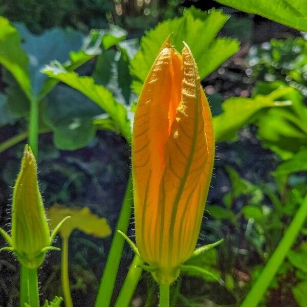 Cucurbita pepo Flower