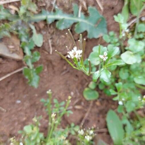 Cardamine flexuosa Květ