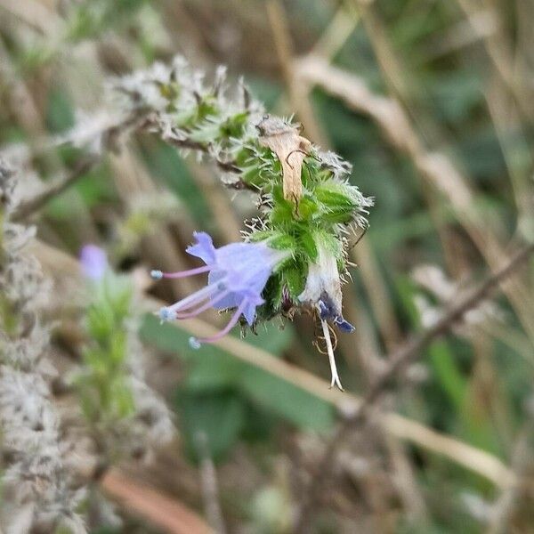 Echium italicum Blomst