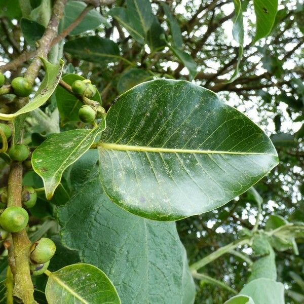 Ficus rubra Hostoa