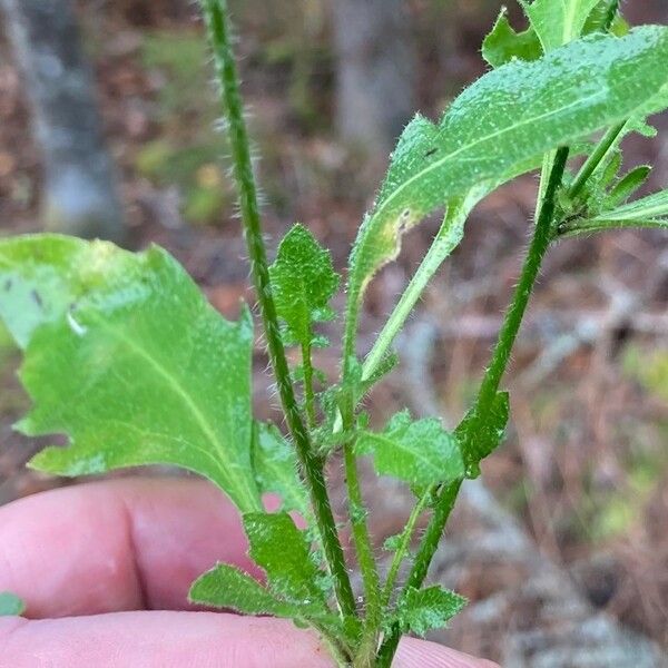 Arabidopsis thaliana Deilen