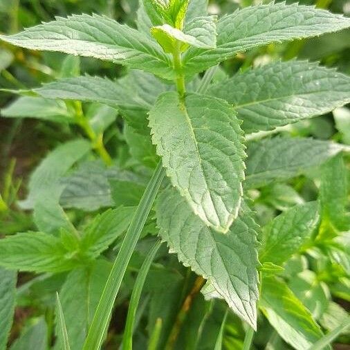 Mentha arvensis Feuille