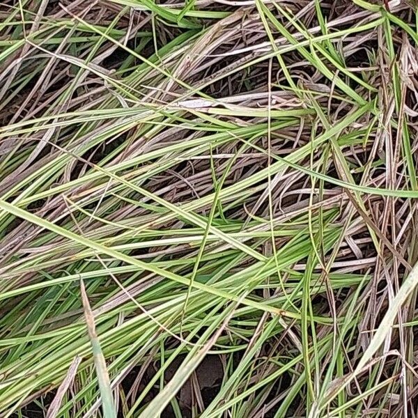 Carex remota 葉