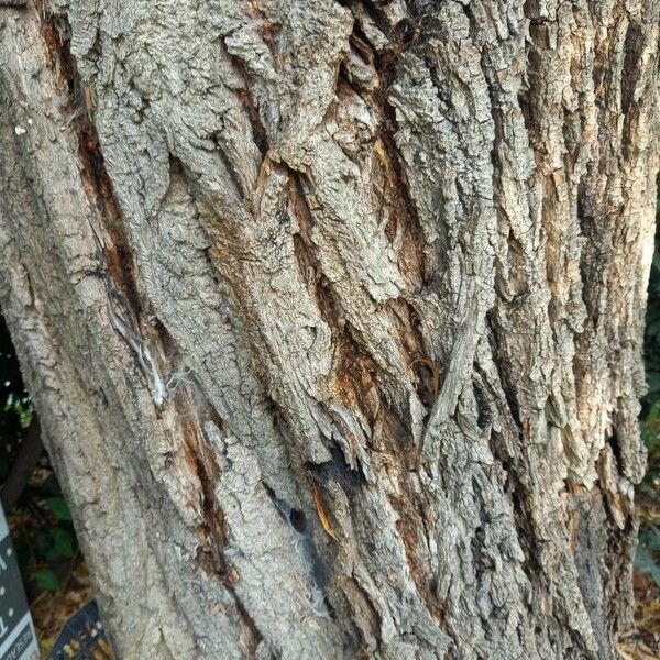 Salix babylonica Bark