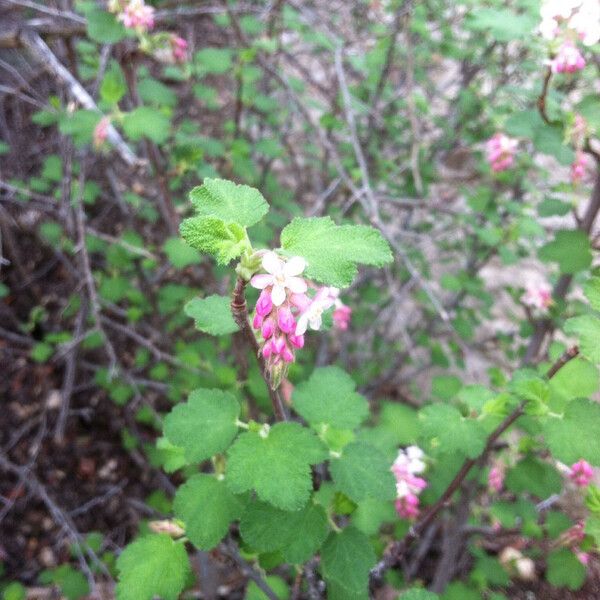 Ribes malvaceum Elinympäristö