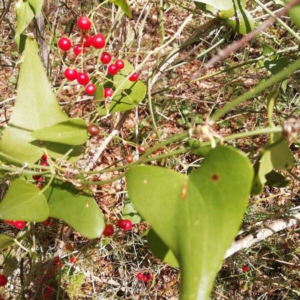 Smilax aspera Leaf