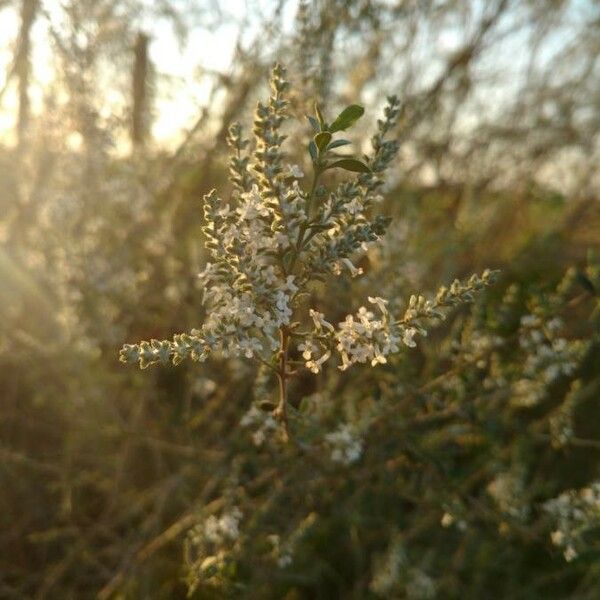 Aloysia gratissima 花