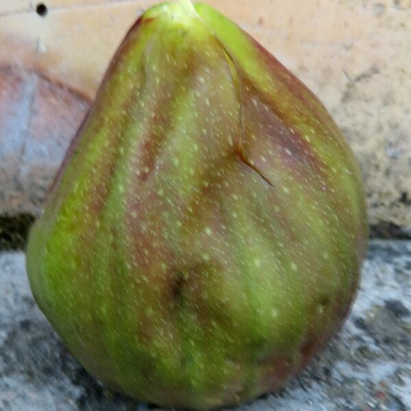 Ficus carica Frukt