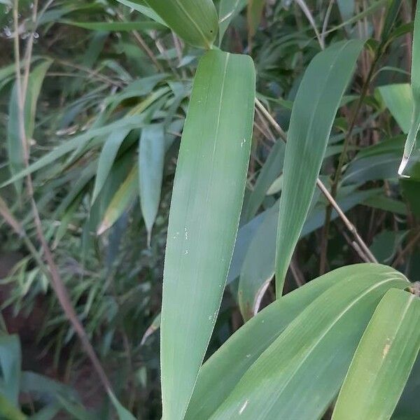 Pseudosasa japonica Hoja