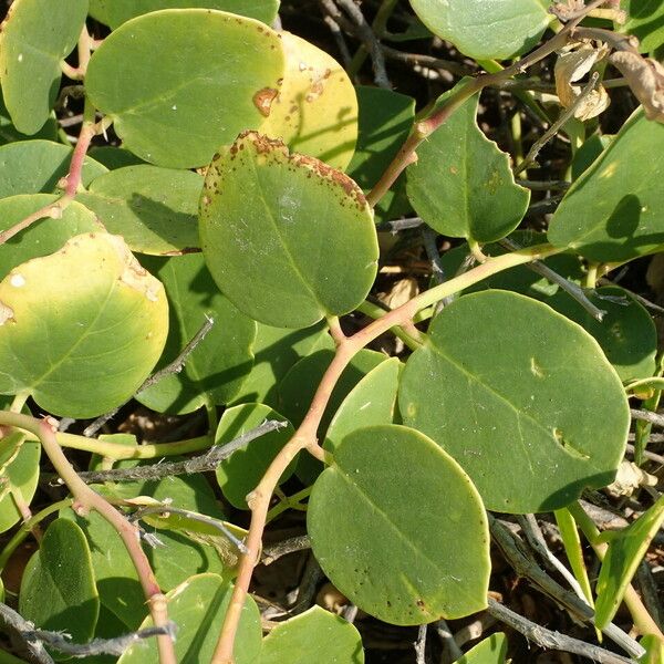 Capparis spinosa Листок