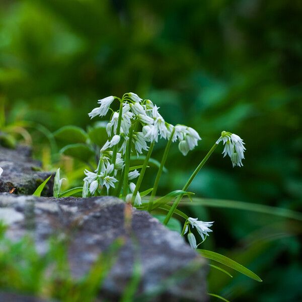 Allium triquetrum 花