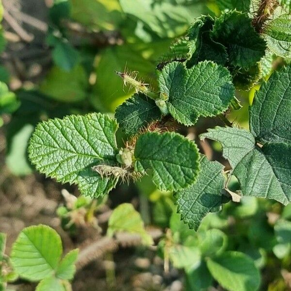 Rubus ellipticus Levél