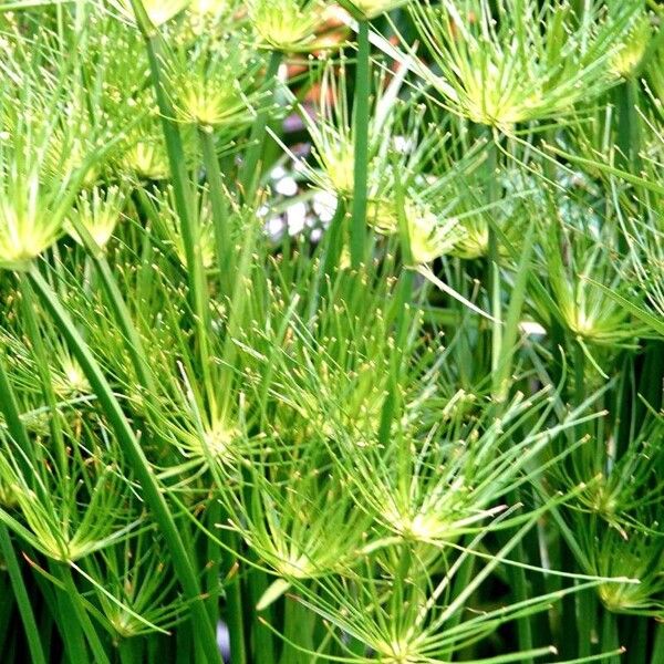 Cyperus haspan Ліст