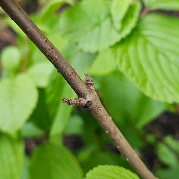 Viburnum plicatum Kôra