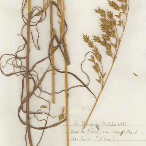 Bromus secalinus Характер