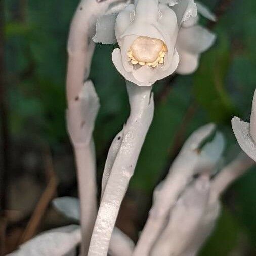 Monotropa uniflora Floare