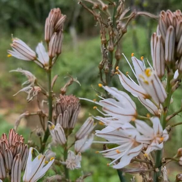 Asphodelus ramosus Blomma