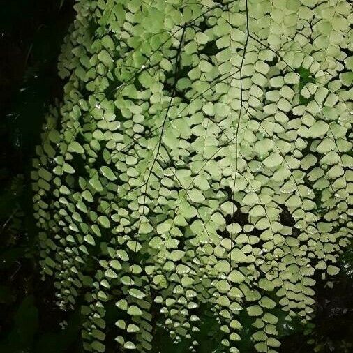 Adiantum capillus-veneris Frunză