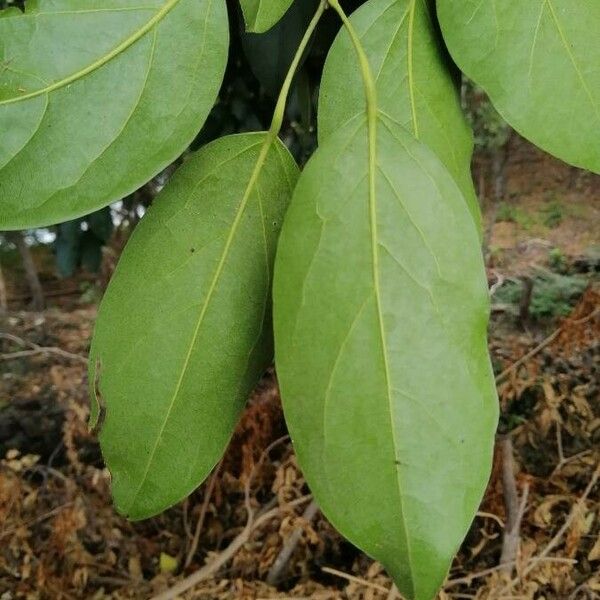 Hyperbaena tonduzii Leaf