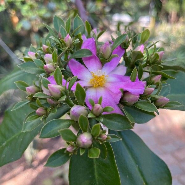 Pereskia grandifolia Kwiat