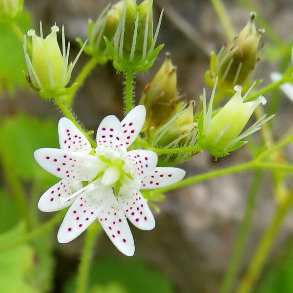 Saxifraga rotundifolia Kukka