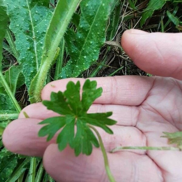 Geranium carolinianum Blatt