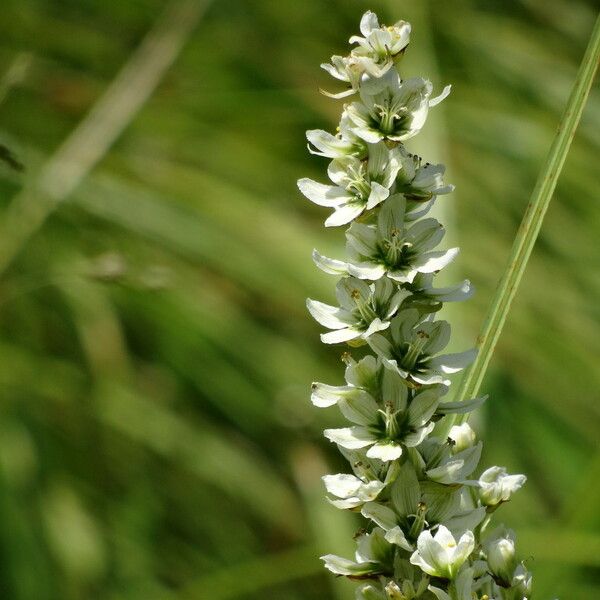 Veratrum californicum Квітка