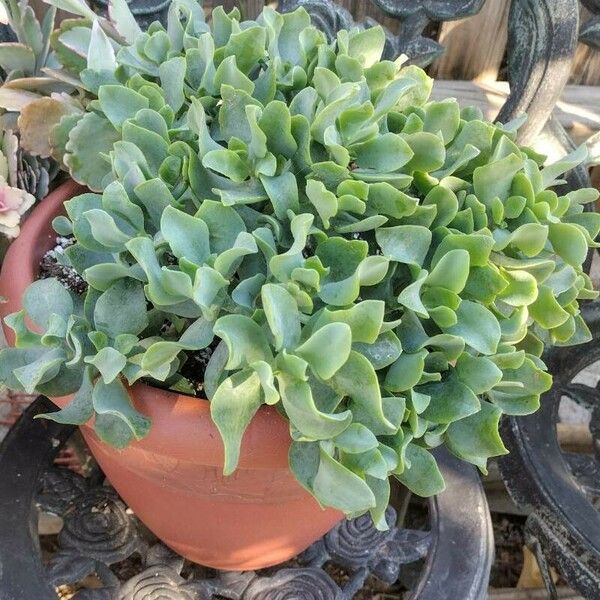 Crassula arborescens Leaf