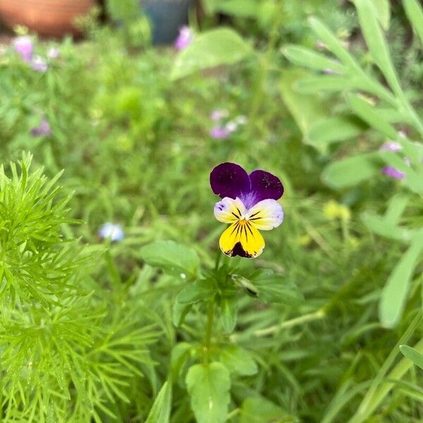 Viola tricolor Õis